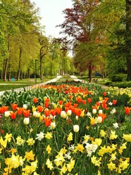 Gartenschau1.jpg Bunte Tulpen und Narzissen säumen den Parkweg unter dicht belaubten Bäumen, voller Frühlingsfarben.