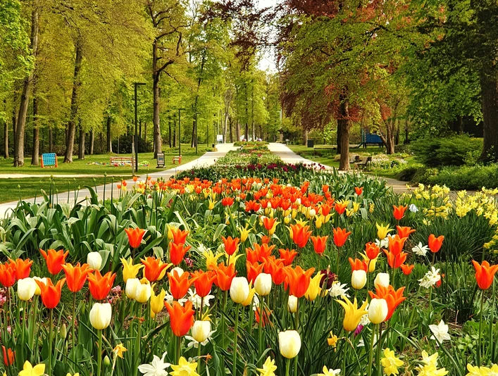 Gartenschau1.jpg Bunte Tulpen und Narzissen säumen den Parkweg unter dicht belaubten Bäumen, voller Frühlingsfarben.