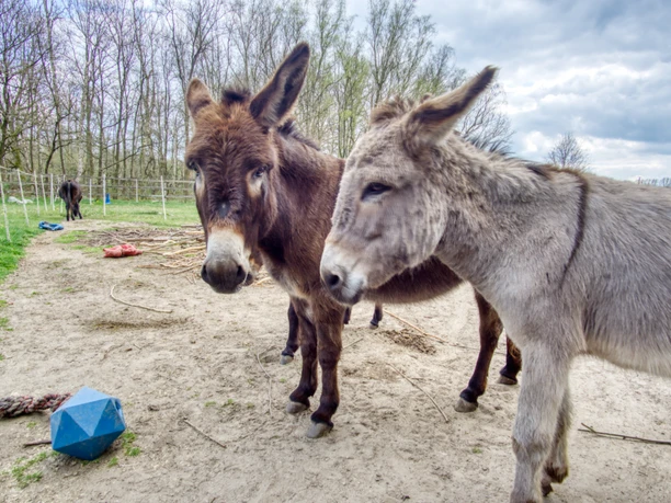 Eselwanderung Scholling Auf dem Bild sind zwei Esel zu sehen, die auf einem sandigen Pfad stehen, umgeben von Bäumen und blauen Spielkegeln im Vordergrund.