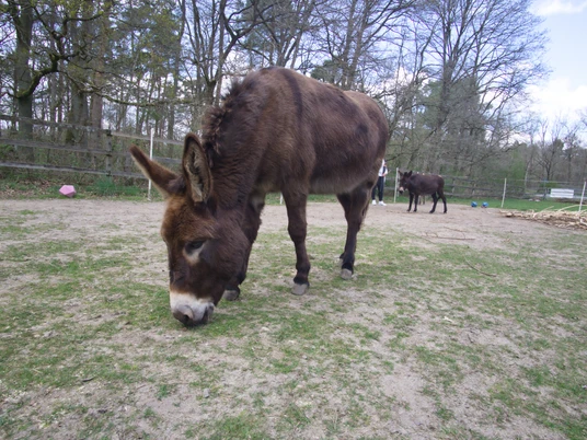 Eselwanderung Scholling Ein neugieriger brauner Esel weidet ruhig auf einer grünen Wiese, umgeben von einer natürlichen Landschaft mit Bäumen im Hintergrund.