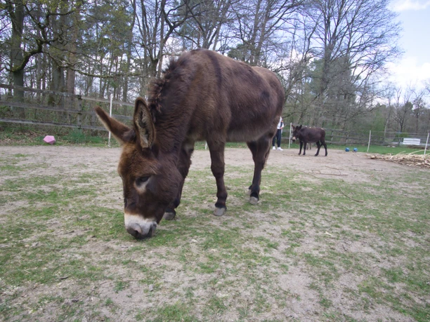 Eselwanderung Scholling Ein neugieriger brauner Esel weidet ruhig auf einer grünen Wiese, umgeben von einer natürlichen Landschaft mit Bäumen im Hintergrund.