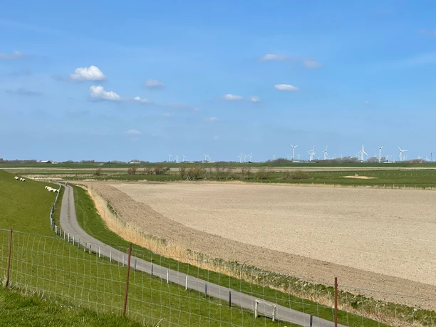 Blick in den Sommerkoog