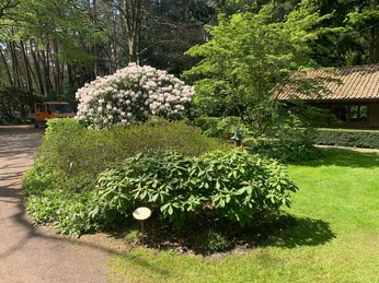OTTOdendron-Rhodopark-Gristede-Walk-of-fame.jpg Eine grüne Oase mit blühendem Rhododendron vor einem Waldhintergrund neben einem Haus.