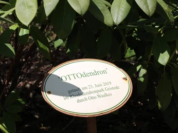 OTTOdendron-Rhodopark-Gristede_Schild.jpg Schild mit der Inschrift 'OTTOdendron', enthüllt am 23. Juni 2019 im Rhododendronpark Gristede durch Otto Waalkes, umgeben von grünen Blättern.