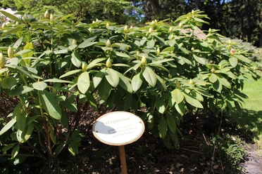 OTTOdendron-Rhodopark-Gristede.jpg Grüner Rhododendronbusch im Rhodopark Gristede mit einem erklärenden Schild im Vordergrund.