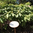 OTTOdendron-Rhodopark-Gristede.jpg Grüner Rhododendronbusch im Rhodopark Gristede mit einem erklärenden Schild im Vordergrund.