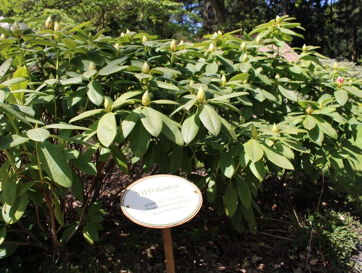 OTTOdendron-Rhodopark-Gristede.jpg Grüner Rhododendronbusch im Rhodopark Gristede mit einem erklärenden Schild im Vordergrund.