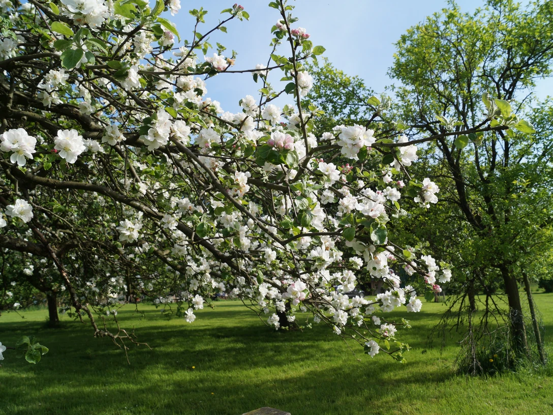 blühende Obstbäume Ein blühender Apfelbaum mit weißen Blüten steht auf einer grünen Wiese bei klarem Himmel.