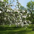 blühende Obstbäume Ein blühender Apfelbaum mit weißen Blüten steht auf einer grünen Wiese bei klarem Himmel.