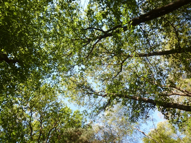 Baumwipfel Blätterdach aus grünen Baumkronen, durch das blauer Himmel hindurchschimmert.