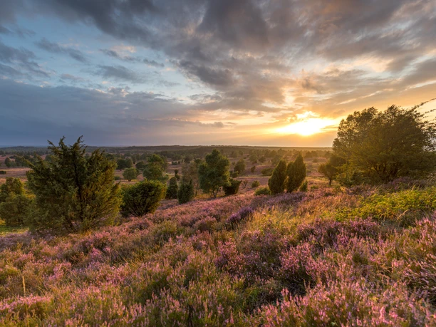 Zum Sonnenuntergang auf dem Wilseder Berg Sonnenuntergang am Wilseder Berg