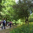 Geführte Wanderung durch den Wald am Escherberg.