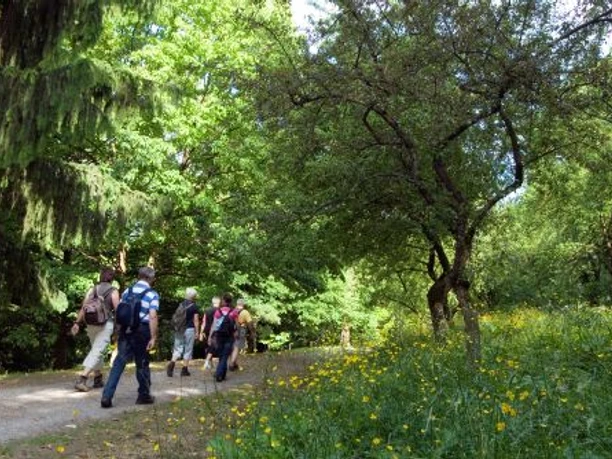 Geführte Wanderung durch den Wald am Escherberg.
