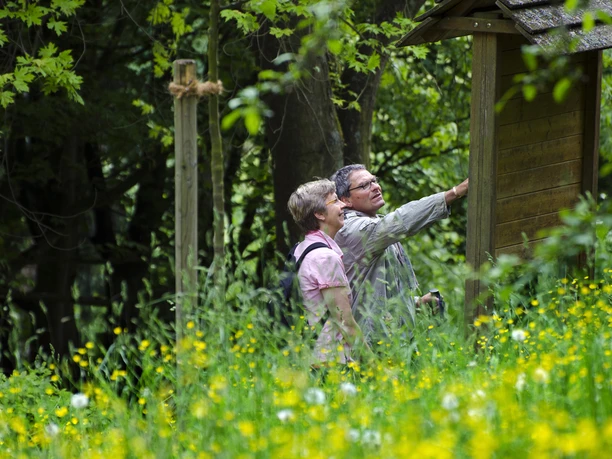 Zwei Wanderer die sich das Infoschild auf dem Glashüttenwanderweg in Bad Driburg anschauen.