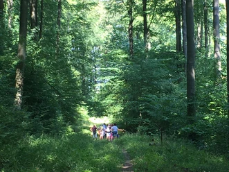 Geführte Wandergruppe durch die Wälder in Bad Driburg.