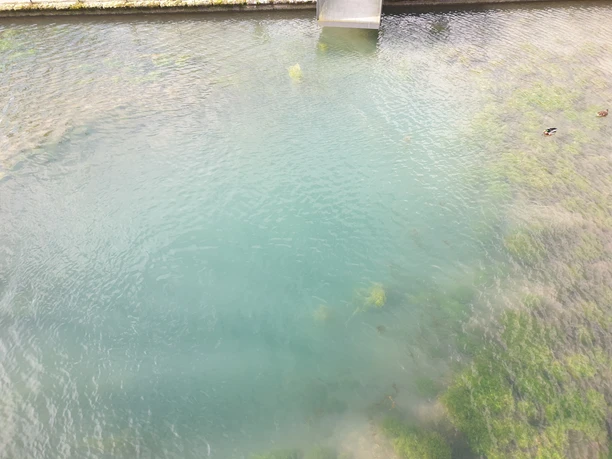 Blick auf einen klaren Fluss mit grünen Algen und Enten, die an der Wasseroberfläche schwimmen.