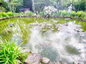 Teich-Garten.jpg