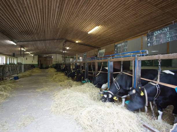 Schwarz-weiße Kühe stehen im Stall am Futtergang und fressen Heu.
