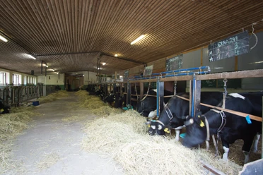 Kühe auf dem SOS-Hof Bockum Schwarz-weiße Kühe stehen im Stall am Futtergang und fressen Heu.