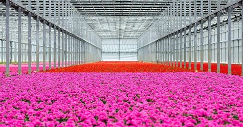 emsflower.jpg