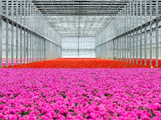 emsflower.jpg