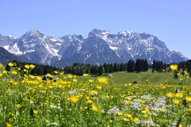 Wildkräuterwanderung mit Danny Böttger