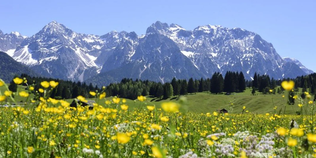 Wildkräuterwanderung mit Danny Böttger