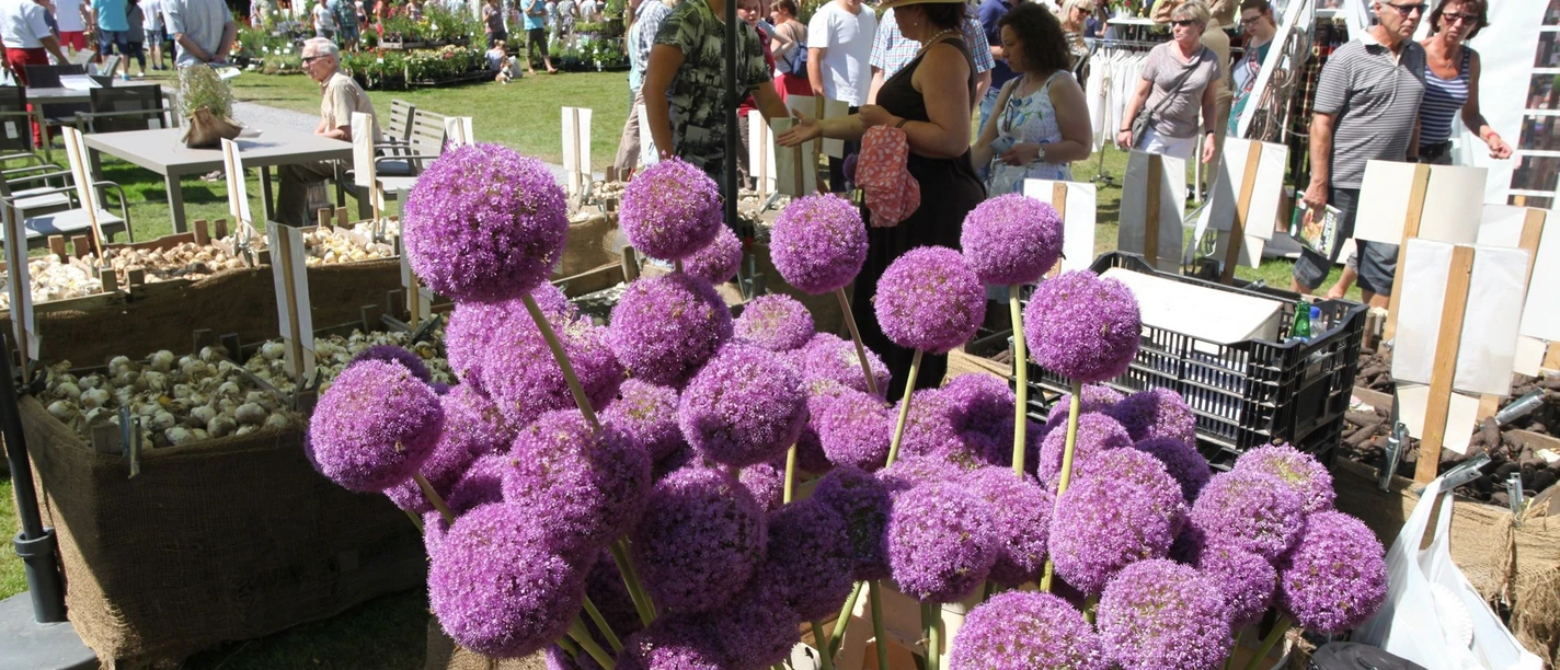 Große, violette Zierlauch-Blüten auf einem sommerlichen Gartenfest, umgeben von Besuchern und Ständen.