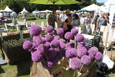 Gartenfest_Corvey.jpg Große, violette Zierlauch-Blüten auf einem sommerlichen Gartenfest, umgeben von Besuchern und Ständen.