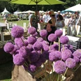 Gartenfest_Corvey.jpg Große, violette Zierlauch-Blüten auf einem sommerlichen Gartenfest, umgeben von Besuchern und Ständen.