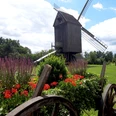 Bockwindmühle Wehe Bockwindmühle Wehe mit blühendem Blumenkasten im Vordergrund und grüner Wiese im Hintergrund.