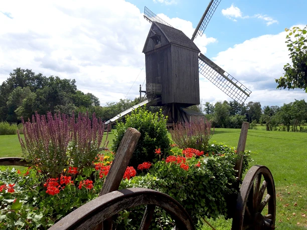Bockwindmühle Wehe Bockwindmühle Wehe mit blühendem Blumenkasten im Vordergrund und grüner Wiese im Hintergrund.