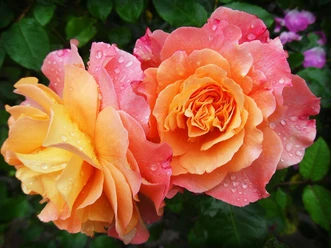 Rosen Pixabay.jpg