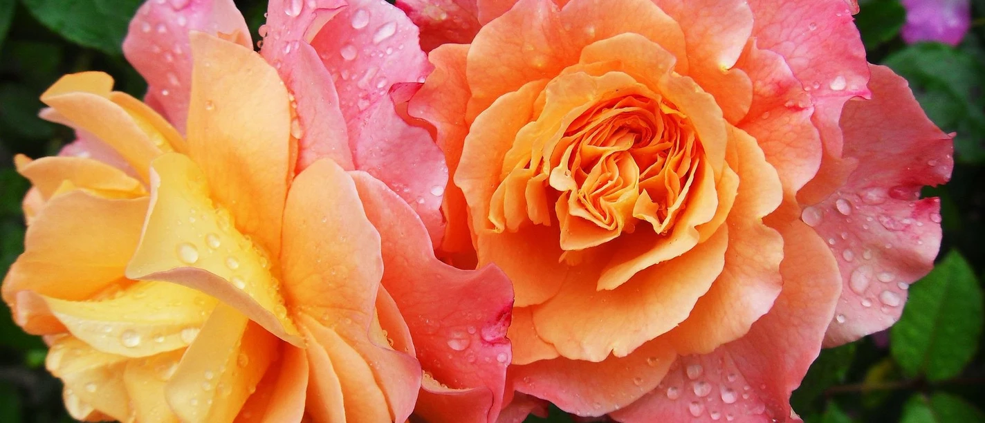 Rosen Pixabay.jpg
