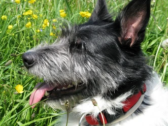 hund_c__elisabeth-schilling.jpg
