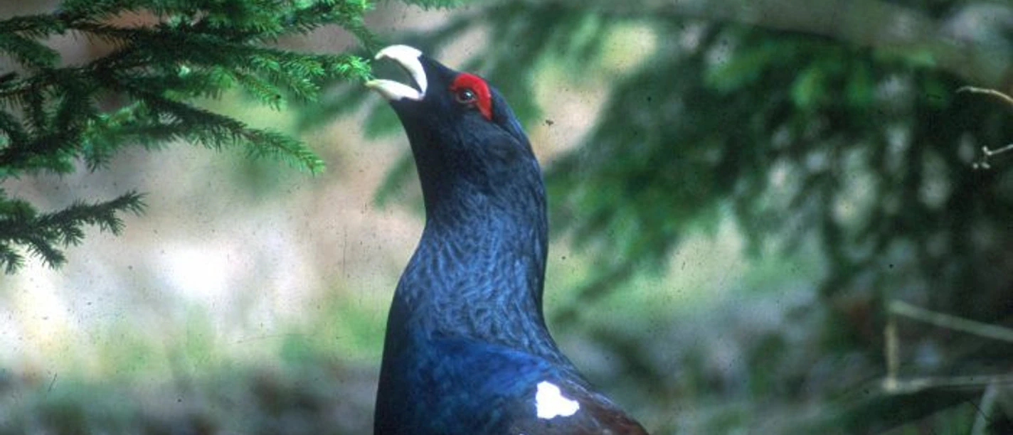 Dem Auerhahn auf der Spur