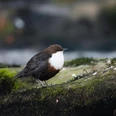 Wasseramsel Eine Wasseramsel sitzt auf einem moosbedeckten Stein, umgeben von unscharfem Wasser und Vegetation.