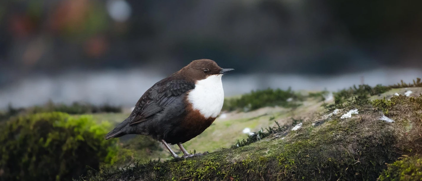 Wasseramsel Eine Wasseramsel sitzt auf einem moosbedeckten Stein, umgeben von unscharfem Wasser und Vegetation.