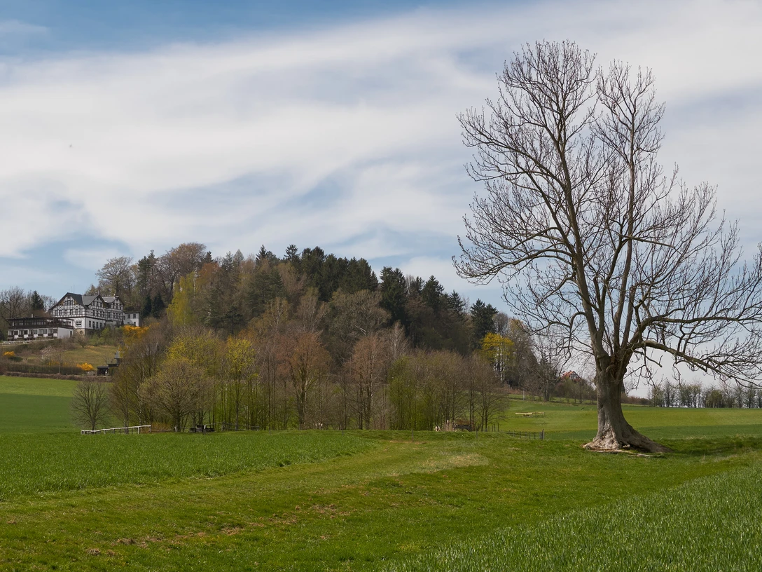 Restaurace Wolfsberg Großer, kahler Baum auf einer grünen Wiese, im Hintergrund ein Fachwerkhaus auf einem bewaldeten Hügel unter blauem Himmel mit Wolken.Large, bare tree on a green meadow, in the background a half-timbered house on a wooded hill under a blue sky with clouds.Velký holý strom na zelené louce, v pozadí hrázděný dům na zalesněném kopci pod modrou oblohou s mraky.Duże, nagie drzewo na zielonej łące, w tle dom z muru pruskiego na zalesionym wzgórzu pod błękitnym niebem z chmurami.Grote, kale boom op een groene weide, op de achtergrond een vakwerkhuis op een beboste heuvel onder een blauwe lucht met wolken.Grande albero spoglio su un prato verde, sullo sfondo una casa a graticcio su una collina boscosa sotto un cielo azzurro con nuvole.