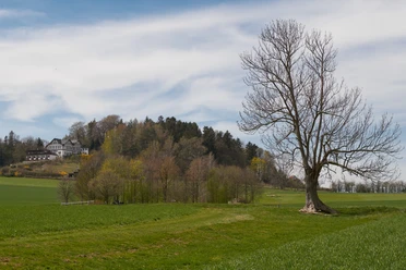 Restaurant Wolfsberg Großer, kahler Baum auf einer grünen Wiese, im Hintergrund ein Fachwerkhaus auf einem bewaldeten Hügel unter blauem Himmel mit Wolken.