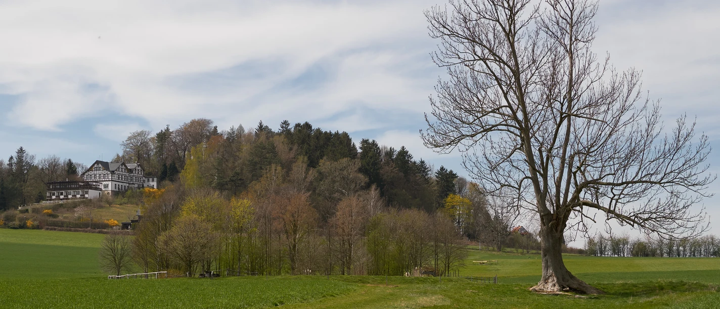 Restaurant Wolfsberg Großer, kahler Baum auf einer grünen Wiese, im Hintergrund ein Fachwerkhaus auf einem bewaldeten Hügel unter blauem Himmel mit Wolken.