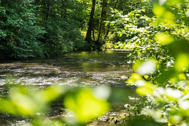 Dhünn in Altenberg <p>Fluss fließt ruhig durch grünen Wald, Sonnenlicht glitzert auf dem Wasser, umgeben von üppigem Laub.</p>