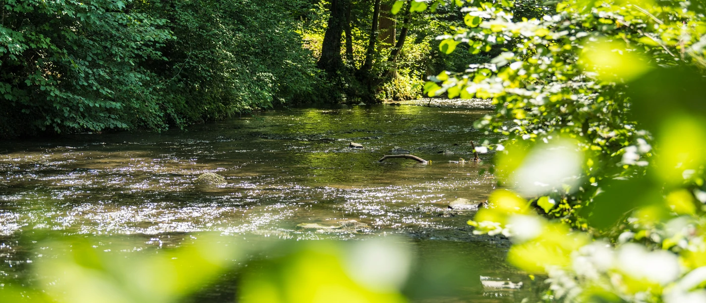 Dhünn in Altenberg <p>Fluss fließt ruhig durch grünen Wald, Sonnenlicht glitzert auf dem Wasser, umgeben von üppigem Laub.</p>