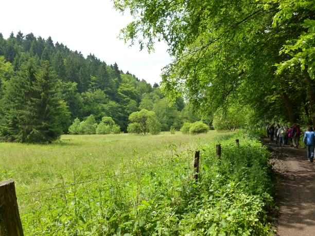 Eifgenbachweg Waldpfad durch grüne Landschaft, gesäumt von Bäumen, links Wiese, Wanderer am rechten Rand.
