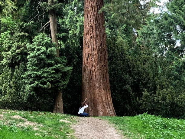 Mammutbaum Mammutbaum