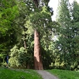 Mammutbaum MammutbaumSequoiaSequoia