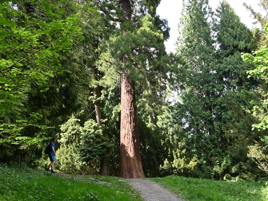 Mammutbaum MammutbaumSequoiaSequoia