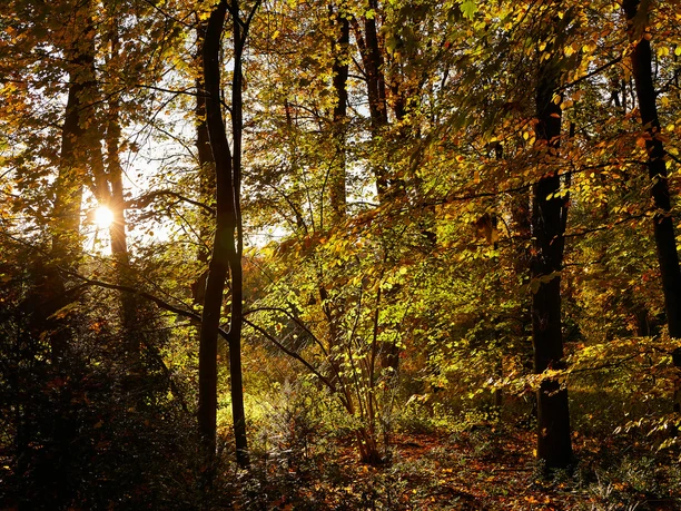 muensterland-ibbenbüren-wandern-herbst