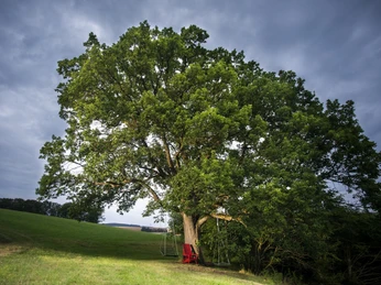 Eiche im Ohl bei Usseln