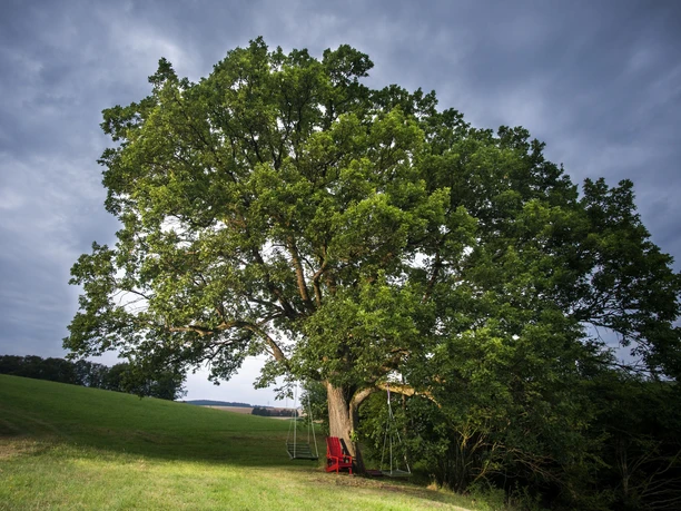 Eiche im Ohl bei Usseln